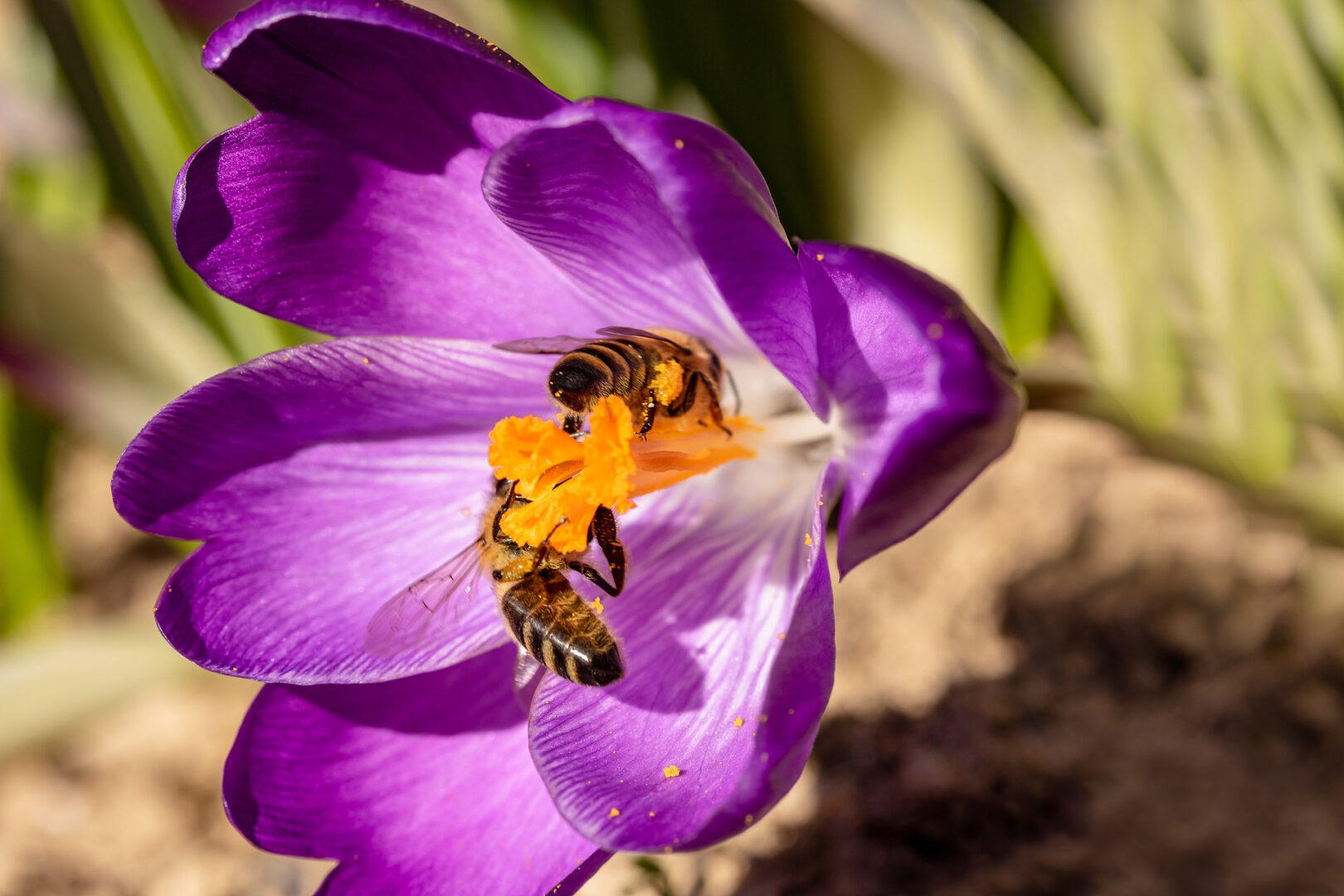 Impollinazione.