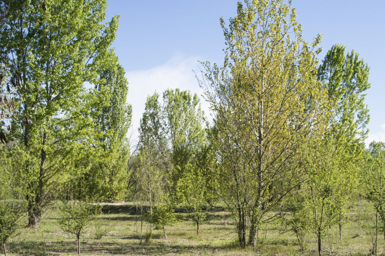 Il Bosco di Castenedolo