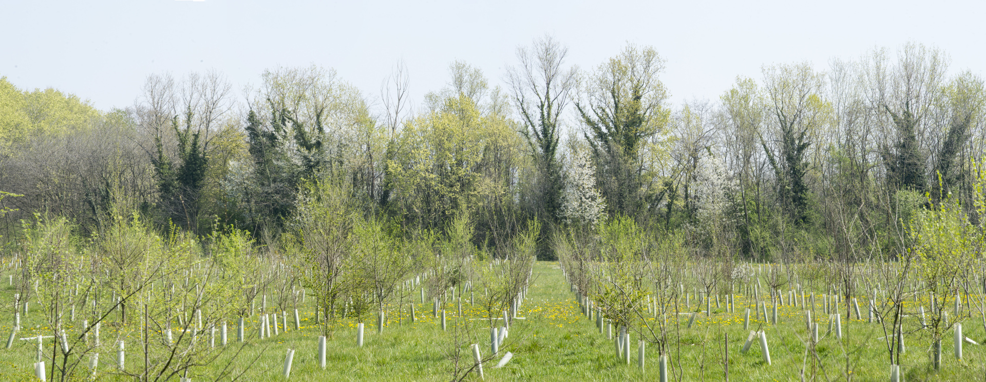 Rimboschimento dell'ex cava San Giustina