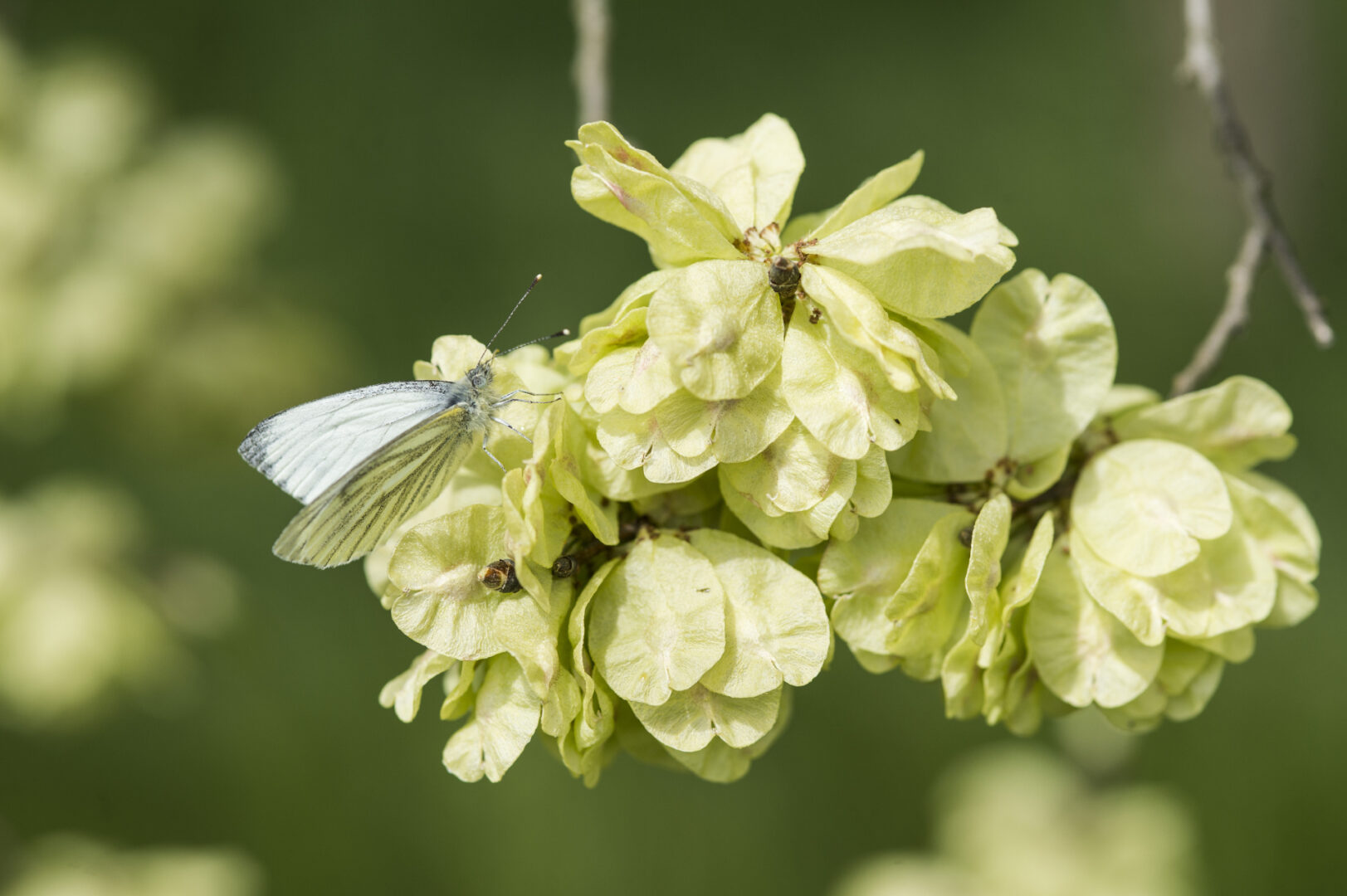 Biodiversità nel bosco di Castenedolo